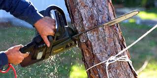 Professional Tree Removal and Landscaping Services in Wabasha, MN